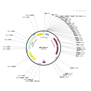 pET-21b(+) 载体,pET-21b(+)