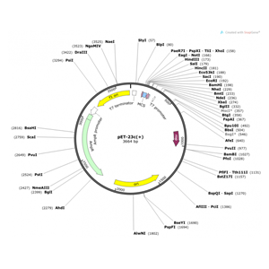 pET-23c(+) 载体,pET-23c(+