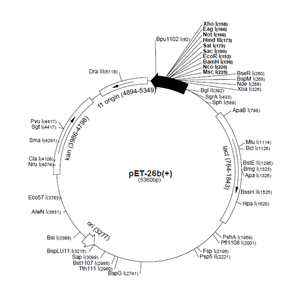 pET-26b(+) 載體,pET-26b(+