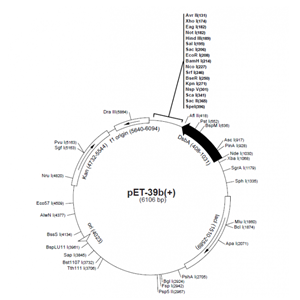 pET-39b(+) 载体,pET-39b(+)