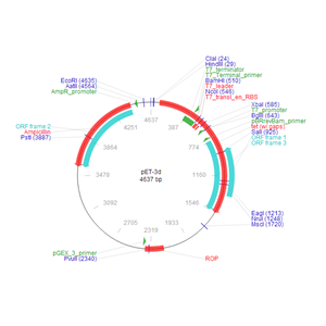pET-3d 载体