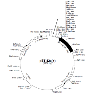 pET-42a(+) 载体,pET-42a(+