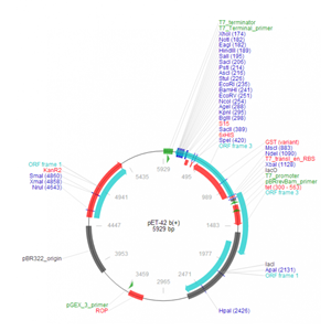 pET-42b(+) 载体