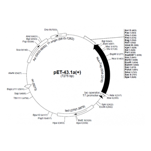 pET-431a(+) 载体,pET-431a(+