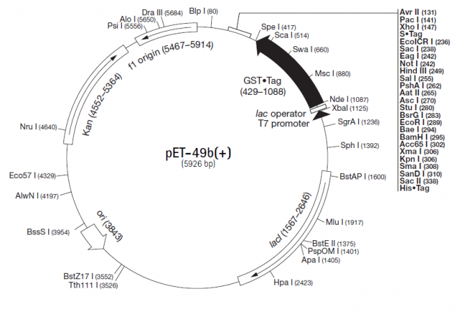 pET-49b(+) 载体,pET-49b(+