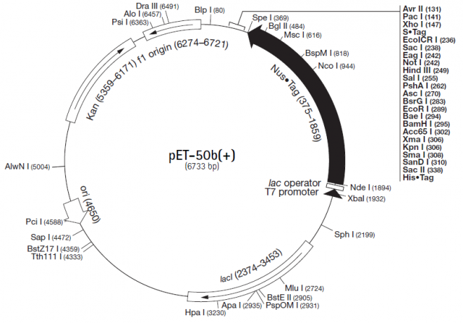 pET-50b(+) 载体,pET-50b(+