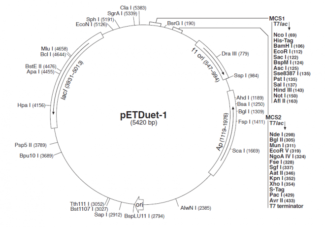 pETDuet-1 载体,pETDuet-1