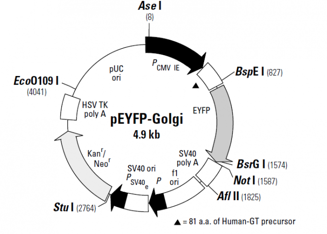 pEYFP-Golgi 载体,pEYFP-Golgi