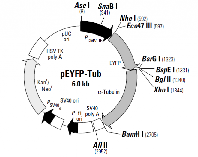 pEYFP-Tub 载体,pEYFP-Tub