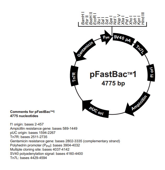 pFastBac1 载体,pFastBac1