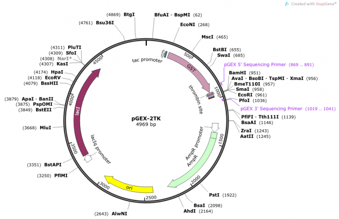 pGEX-2TK 載體,pGEX-2TK