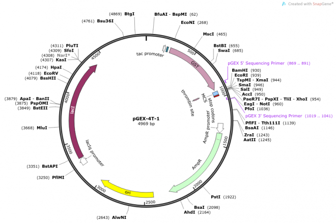 pGEX-4T-1 載體,pGEX-4T-