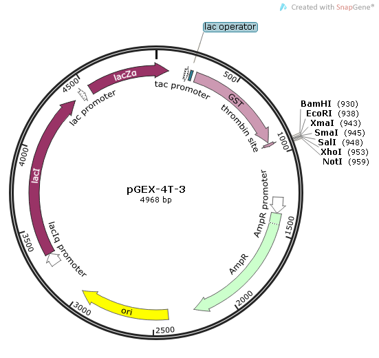 pGEX-4T-3 载体,pGEX-4T-3