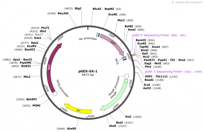 pGEX-5X-1 载体,pGEX-5X-1