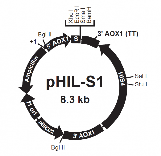 pHIL-S1 載體,pHIL-S