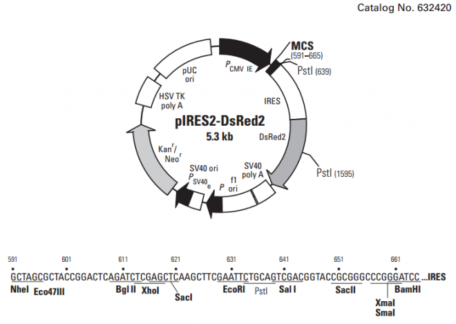 pIRES2-DsRed2 载体,pIRES2-DsRed2