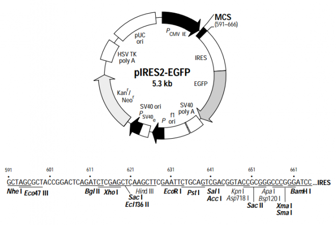 pIRES2-EGFP 载体,pIRES2-EGFP