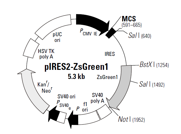 pIRES2-ZsGreen1 载体,pIRES2-ZsGreen1