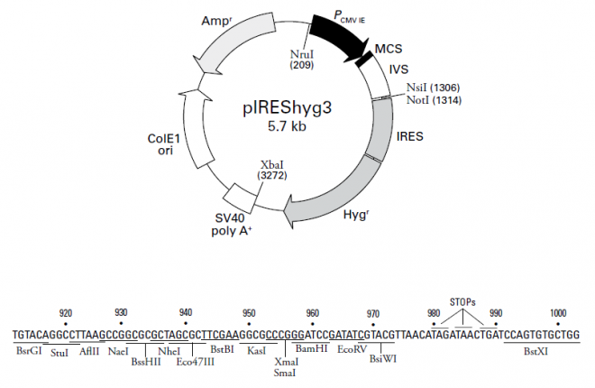 pIREShyg3 載體,pIREShyg3