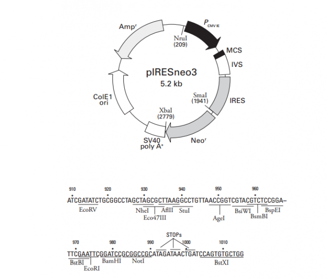 pIRESneo3 载体,pIRESneo3