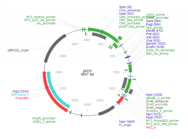 pKH3 載體,pKH3