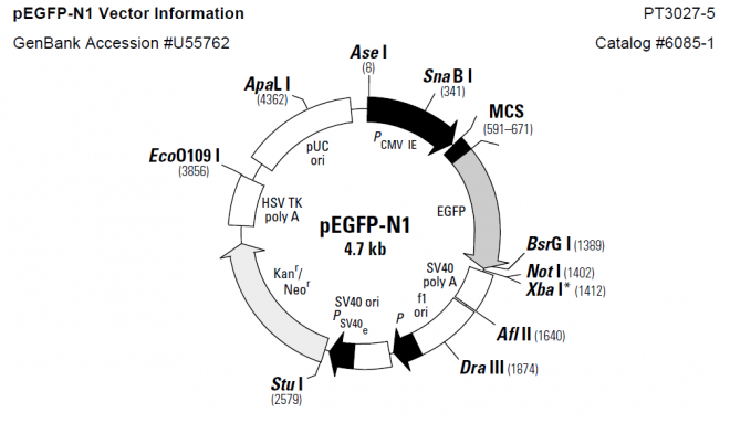 pLEGFP-N1 載體,pLEGFP-N