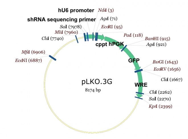 pLKO3G 载体,pLKO3G