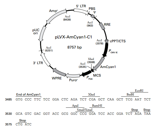 pLVX-AmCyan1-C1 載體,pLVX-AmCyan1-C