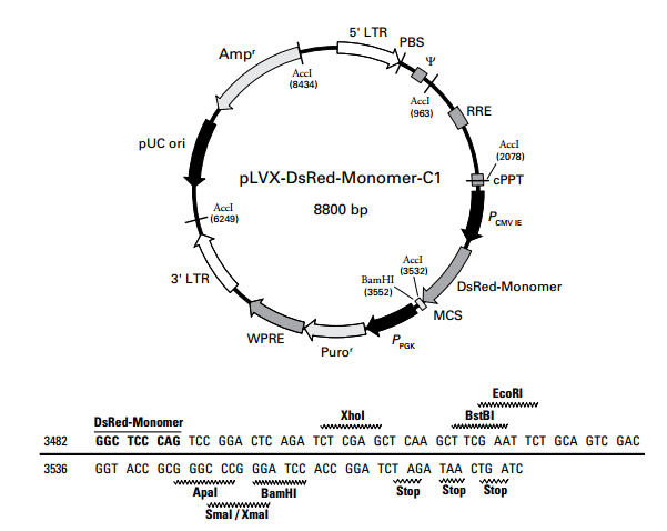 pLVX-DsRed-Monomer-C1 載體,pLVX-DsRed-Monomer-C1