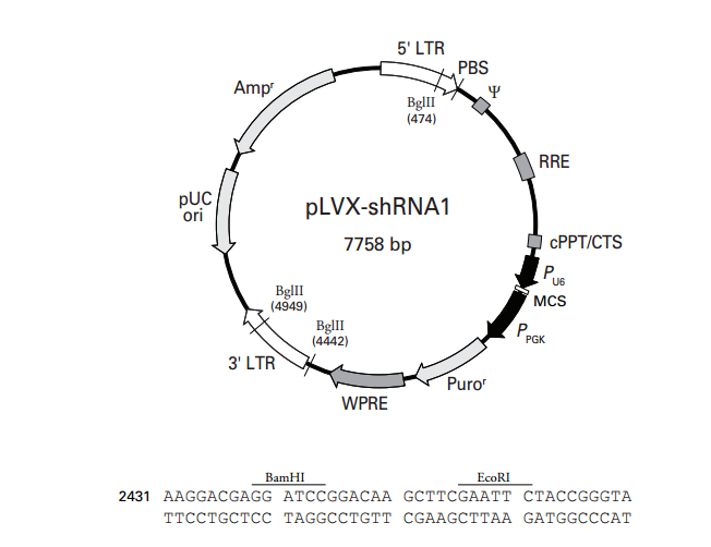 pLVX-shRNA1 载体,pLVX-shRNA