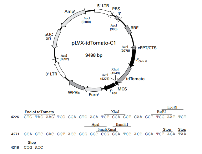 pLVX-tdTomato-C1 載體,pLVX-tdTomato-C1