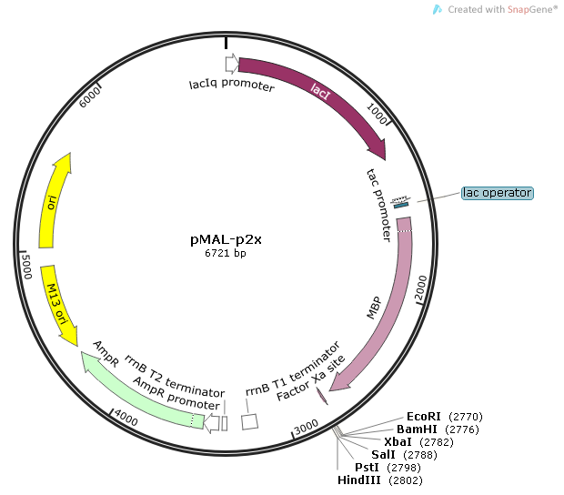 pMAL-p2x 載體,pMAL-p2x