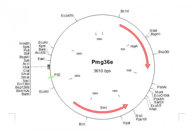 pMG36e 载体,pMG36e