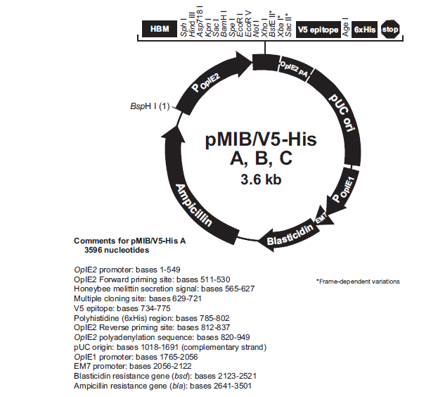 pMIB/v5-His B 载体,pMIB/v5-His B