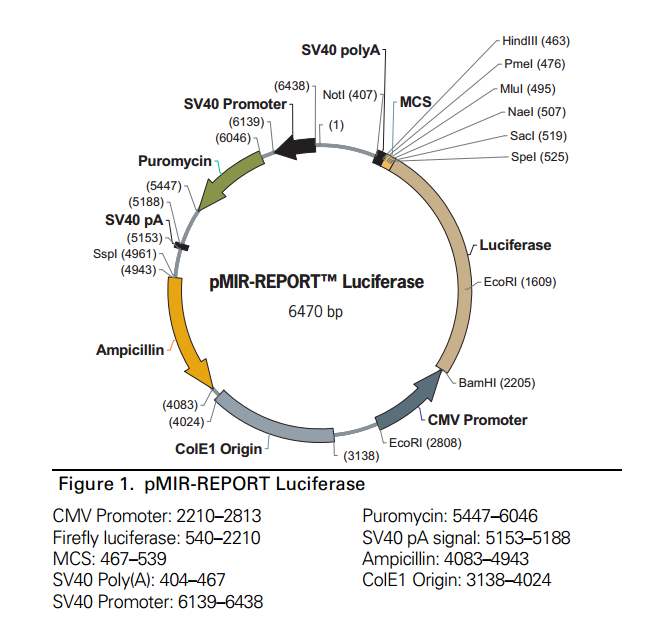 pMIR-REPORT Luciferase 載體,pMIR-REPORT Luciferase