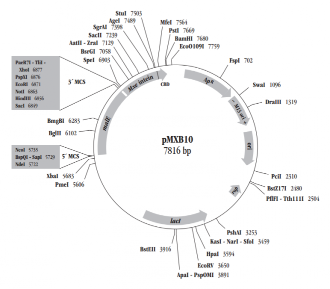 pMXB10 載體,pMXB10