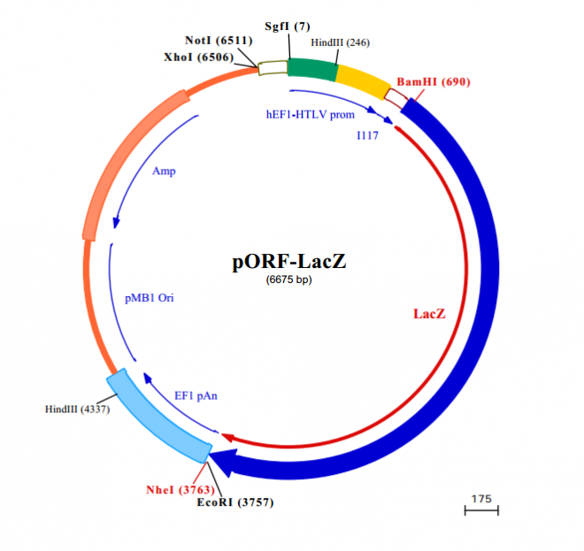 pORF-lacZ 载体,pORF-lacZ