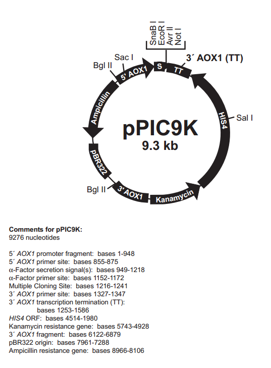 pPIC9K 载体,pPIC9K