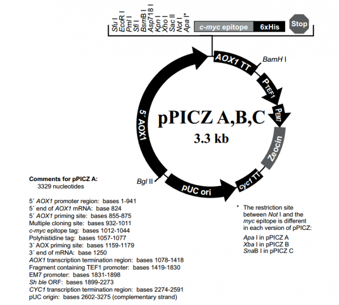 pPICZ B 载体,pPIC