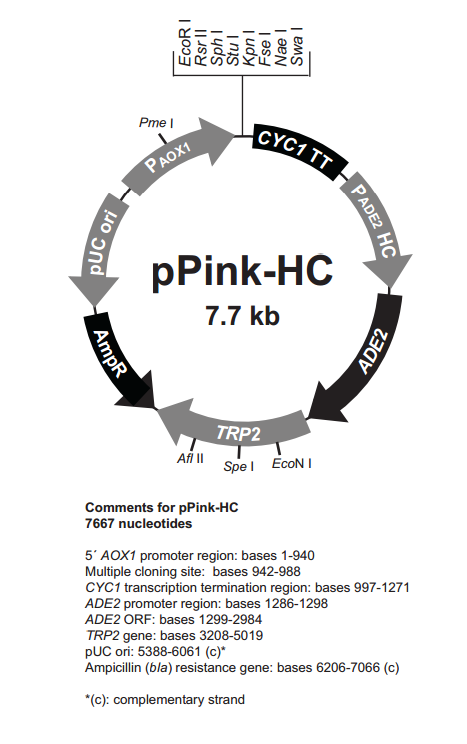 pPink-HC 载体,pPink-HC
