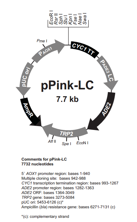 pPink-LC 载体,pPink-LC