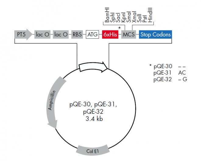 pQE-30 载体,pQE-30