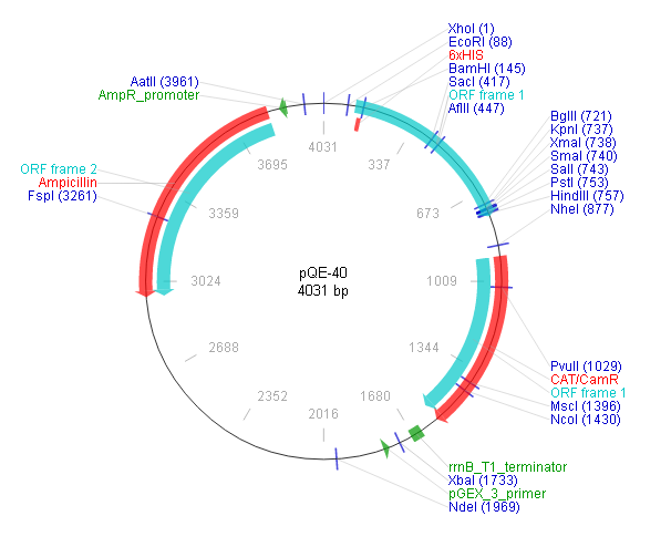 pQE-40 载体,pQE-40