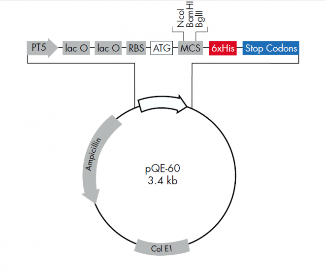 pQE-60 载体,pQE-60