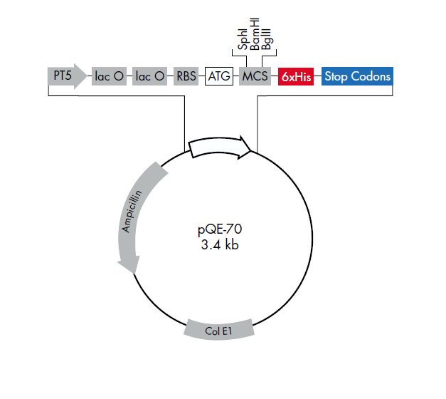 pQE-70 載體,pQE-70