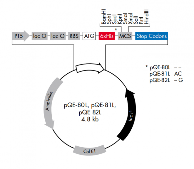 pQE-80L 載體,pQE-80L