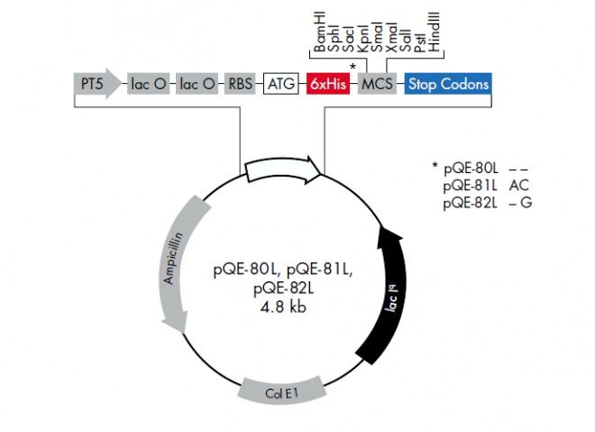 pQE-82L 載體,pQE-82L