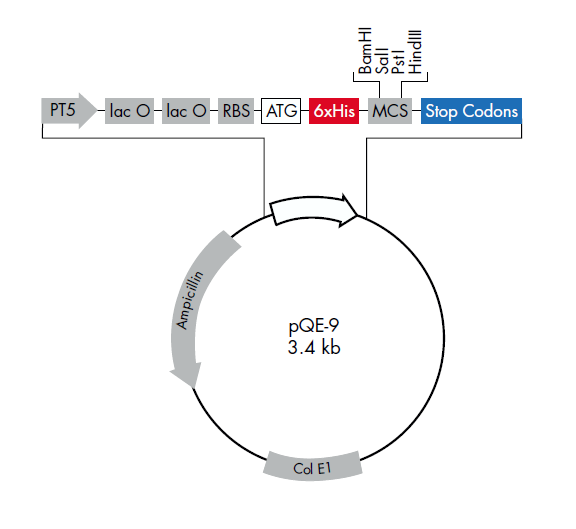 pQE-9 載體,pQE-9