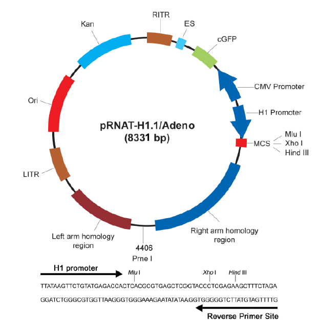 pRNA-H11/Adeno 载体,pRNA-H11/Adeno