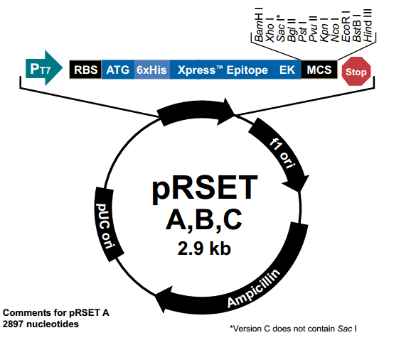 pRSET C 载体,pRSE